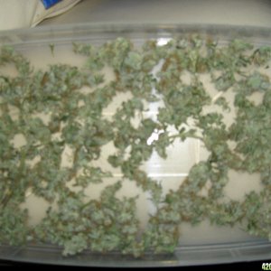 harvested buds, unamed fem