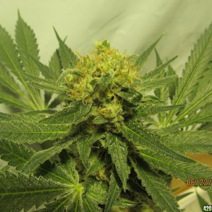 Purple Paralysis # 2 9 weeks Flowering