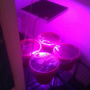 NL Auto Grow