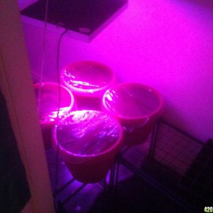 NL Auto Grow