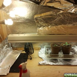 GrowBox in progress