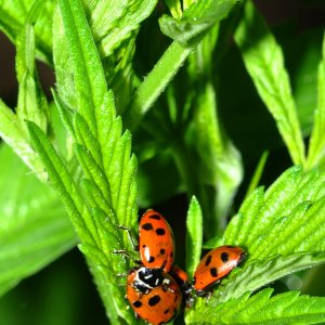 DSC_2714_ladybugs