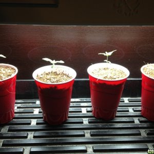 Seedlings