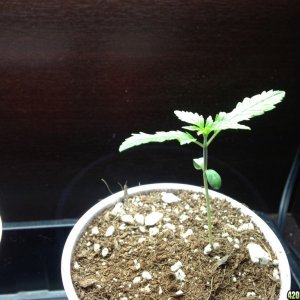 Seedling2