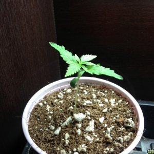 Seedling3