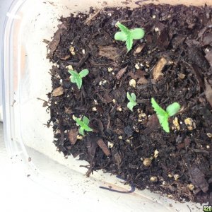 Low Budget Grow Project