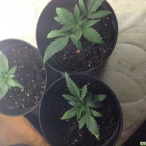 Low Budget Grow Project