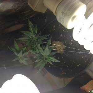 Low Budget Grow Project