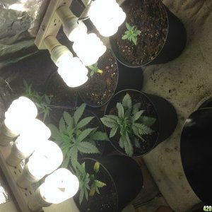 Low Budget Grow Project