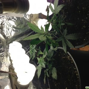 Low Budget Grow Project