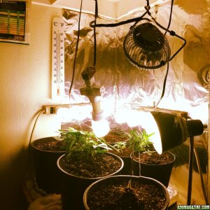 Low Budget Grow Project