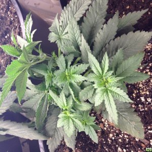 Low Budget Grow Project