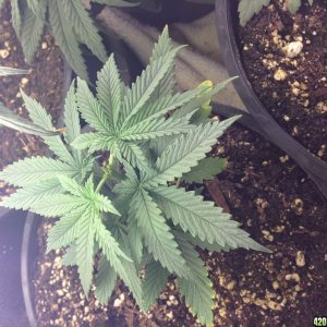 Low Budget Grow Project