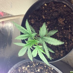 Low Budget Grow Project