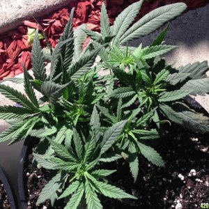 Low Budget Grow Project