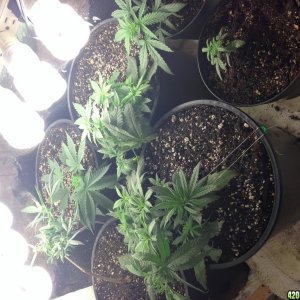 Low Budget Grow Project