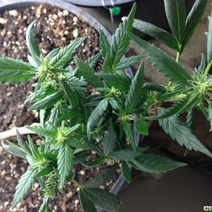 Low Budget Grow Project