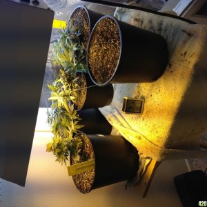 Low Budget Grow Project