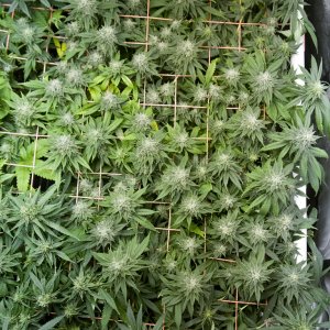 SCROG Canopy - Deadhead OG - Flower Day 36