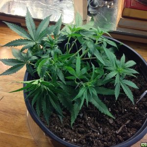 Kali mist Clone LST