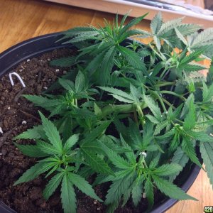 Kali mist Clone LST