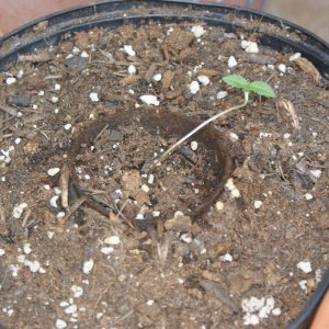 seedlings_0012