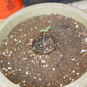 seedlings_0031