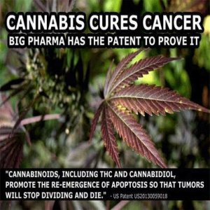 Cannabis Facts