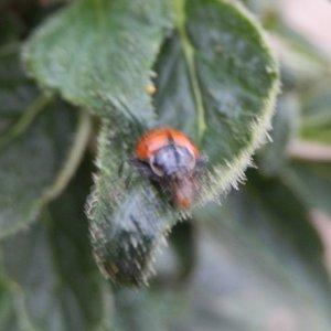 ladybug eating inchworm