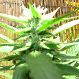 Dutch Seeds Grown in Hawaii