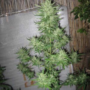 Dutch Seeds grown outdoors in Hawaii summer of 2013