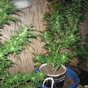 Dutch Seeds grown outdoors in Hawaii summer of 2013