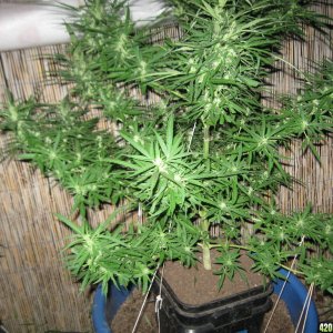 Dutch Seeds grown outdoors in Hawaii summer of 2013