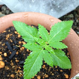 Blue Widow - Seedling 3 Weeks