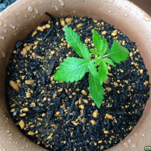 AK47 - Seedling 3 Weeks