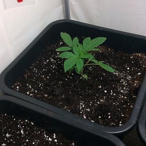 my first indoor CFL grow 223W (so far)