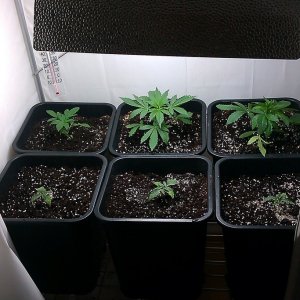 my first indoor CFL grow 223W (so far)