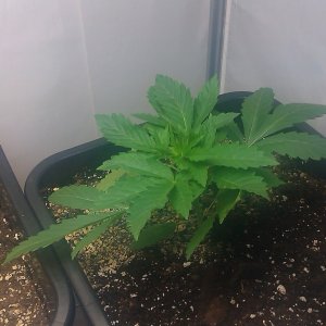 my first indoor CFL grow 223W (so far)