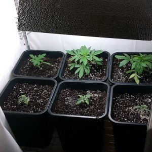 my first indoor CFL grow 223W (so far)