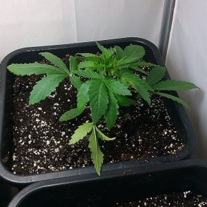 my first indoor CFL grow 223W (so far)