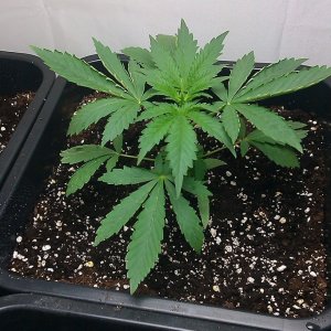 my first indoor CFL grow 223W (so far)