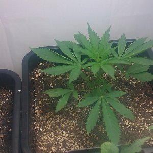 my first indoor CFL grow 223W (so far)