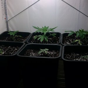 my first indoor CFL grow 223W (so far)