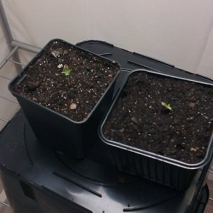 my first indoor CFL grow 223W (so far)