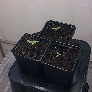 my first indoor CFL grow 223W (so far)