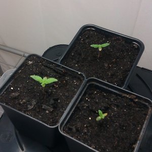 my first indoor CFL grow 223W (so far)