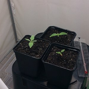 my first indoor CFL grow 223W (so far)