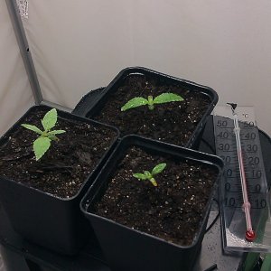 my first indoor CFL grow 223W (so far)