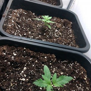 my first indoor CFL grow 223W (so far)