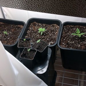 my first indoor CFL grow 223W (so far)